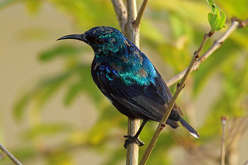 Pemba sunbird